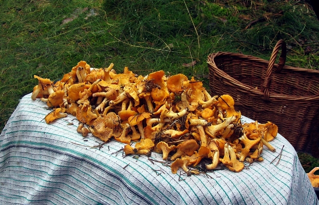 Forest dish meal food Photo