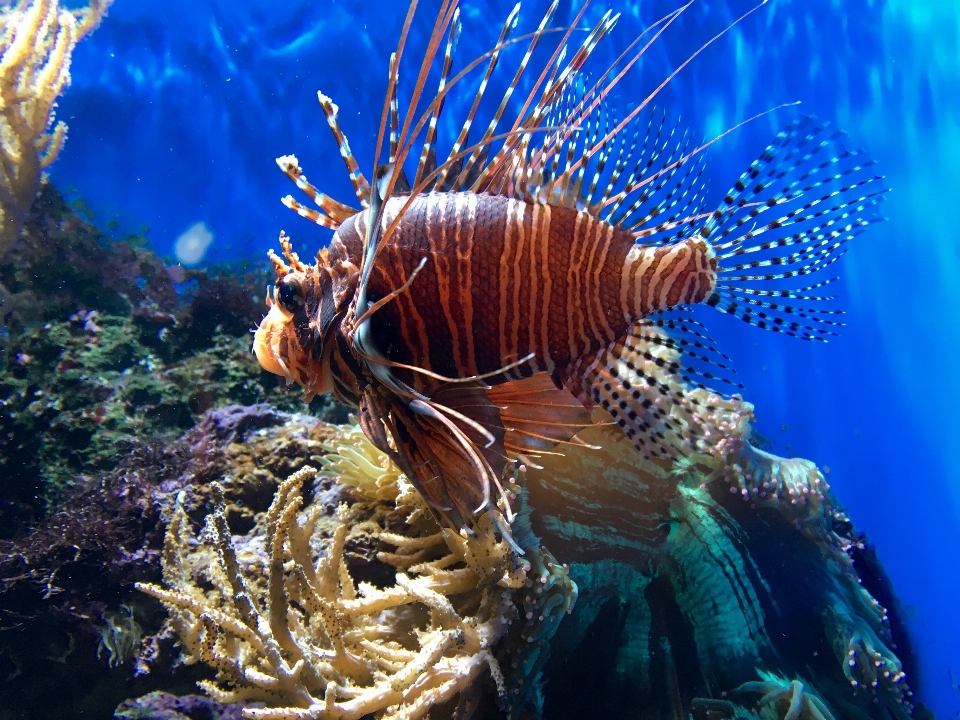 Wasser unter tropisch biologie