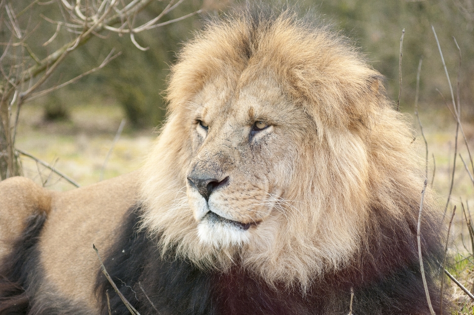 Aventura fauna silvestre zoo mamífero