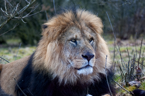 Adventure recreation wildlife zoo Photo