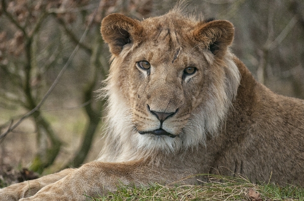 Adventure wildlife zoo mammal Photo