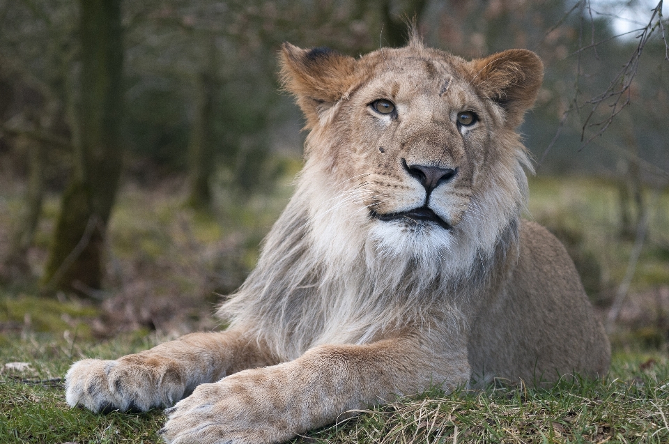 Aventure faune zoo mammifère