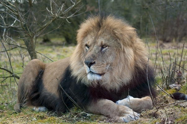 Adventure wildlife zoo mammal Photo