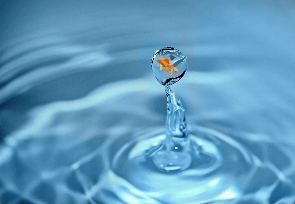 Photo Eau goutte pétale verre