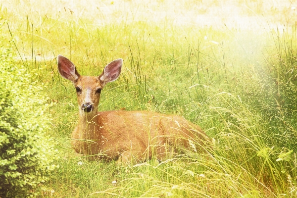 Landscape nature forest grass Photo