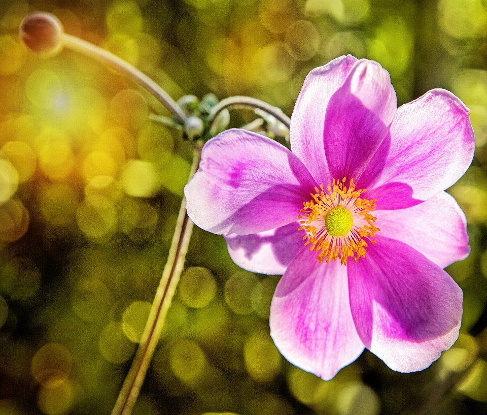 Nature outdoor branch blossom