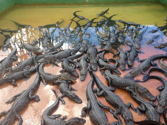 Reptile aquarium terrarium crocodiles Photo