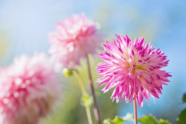 Nature blossom light plant Photo