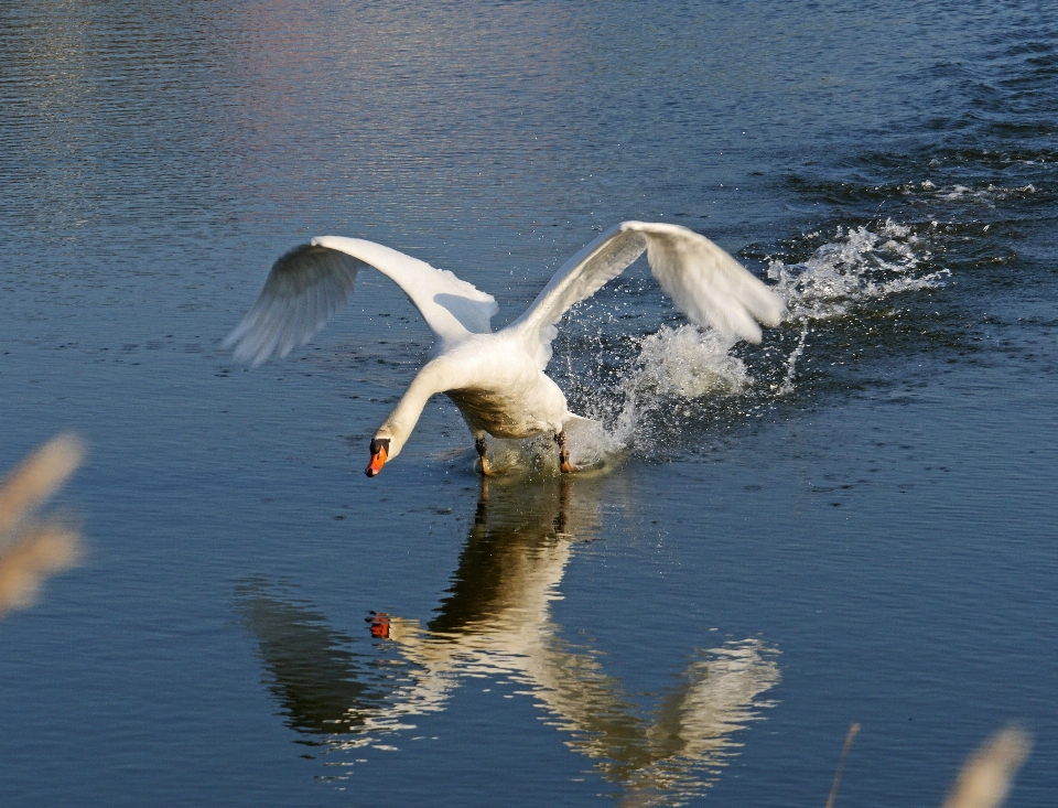 Wasser natur vogel flügel