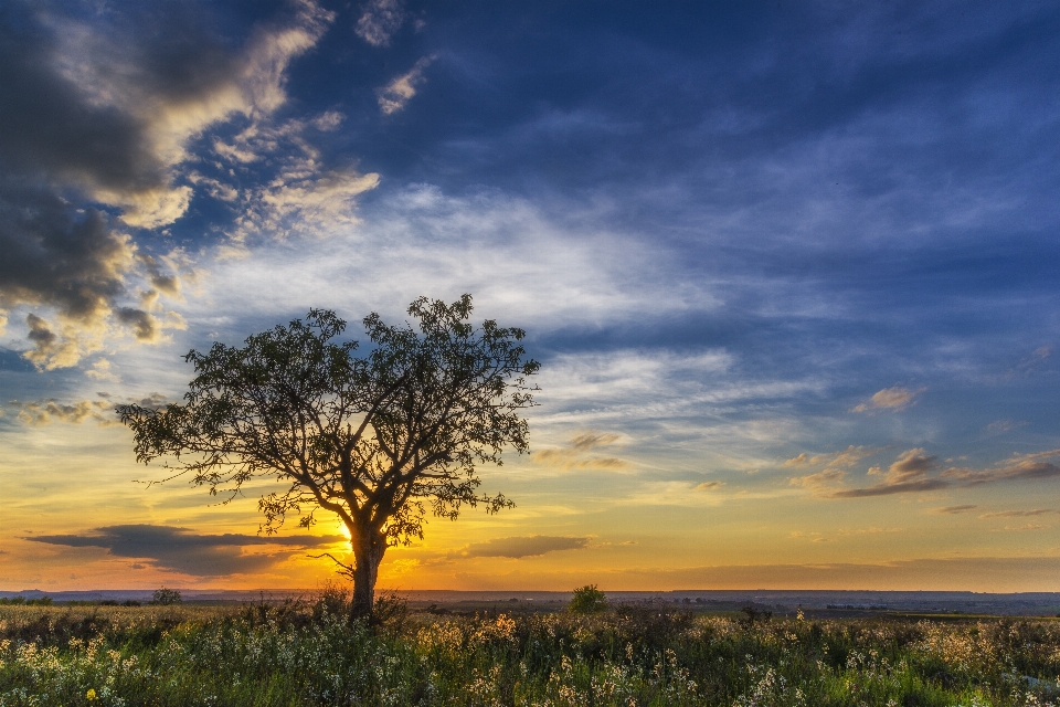 Landschaft baum natur gras