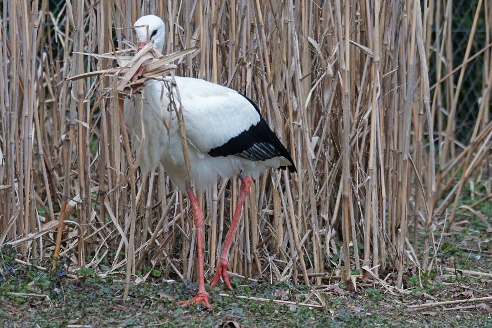 Bird wildlife zoo beak