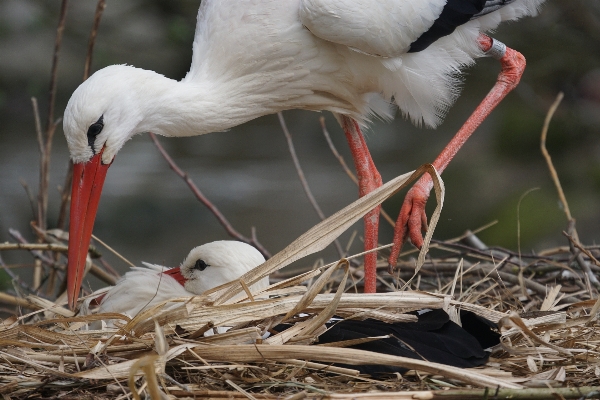 鳥 羽 野生動物 嘴 写真