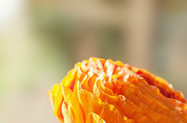 Blossom plant photography sunlight Photo