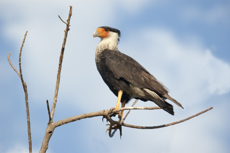 Bifurquer oiseau aile faune