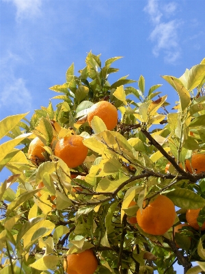 Tree branch plant fruit Photo