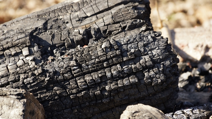 Tree rock wood trunk Photo