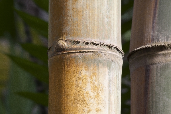 Foto Tanaman kayu tanah minum