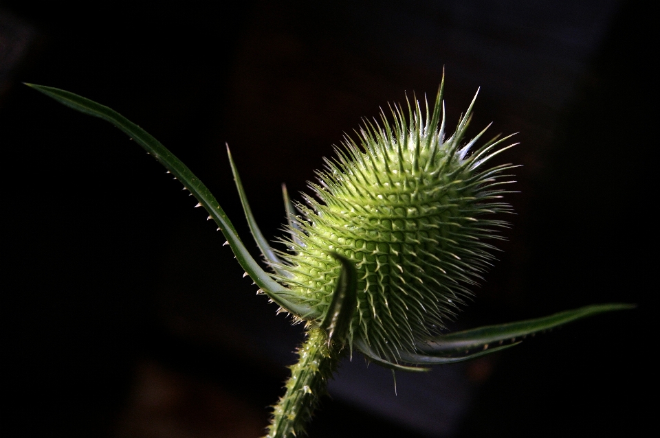 Nature bifurquer usine la photographie