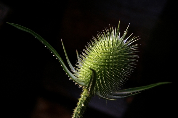 自然 ブランチ 植物 写真撮影 写真