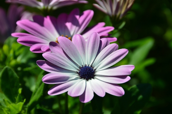 Blossom plant flower petal Photo