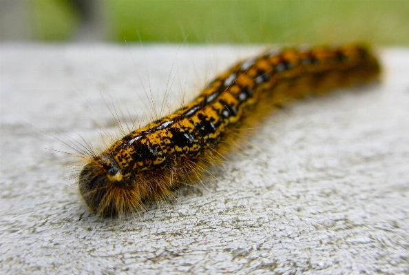 Nature animal green fluffy Photo