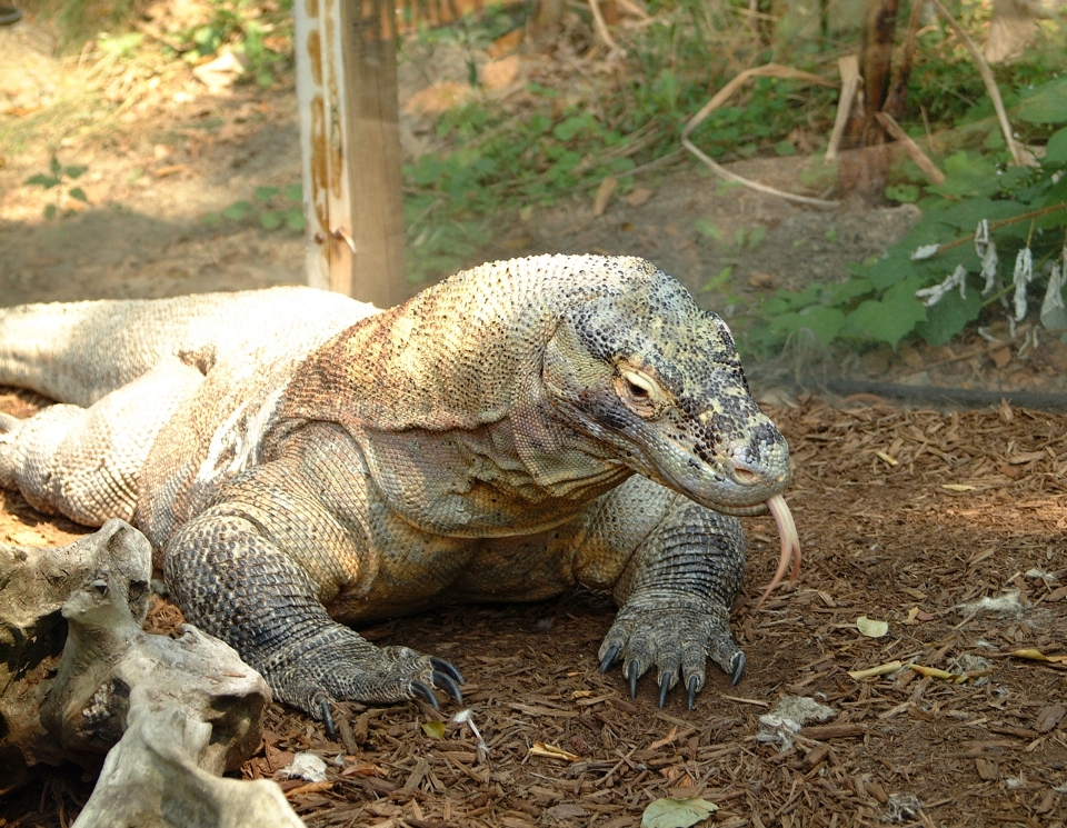 Faune zoo reptile iguane