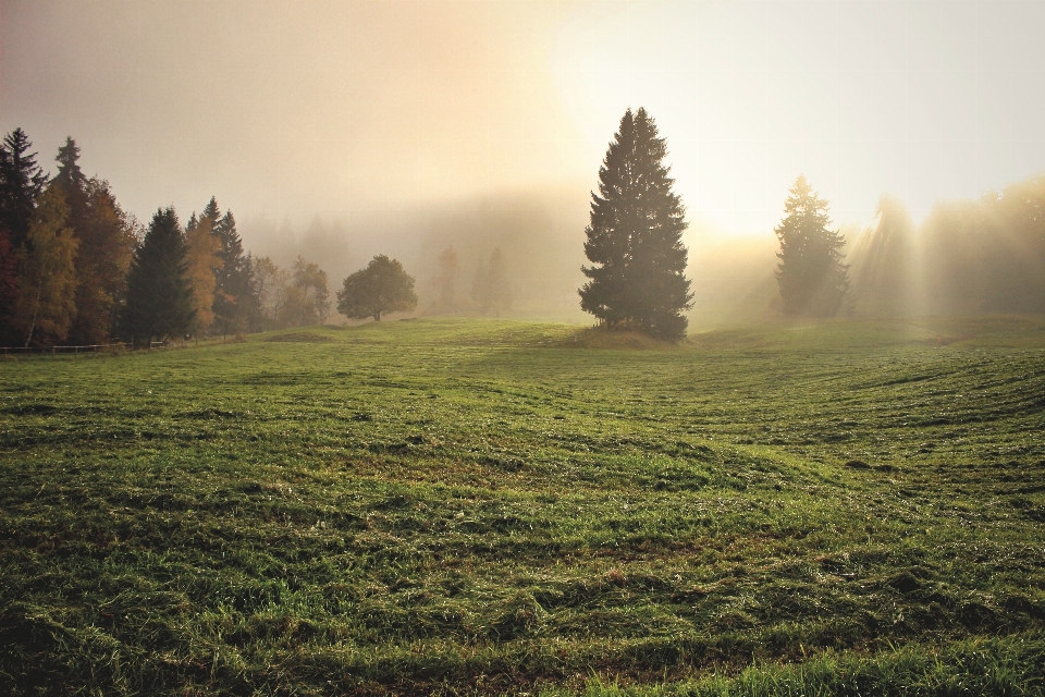 Landscape tree nature forest