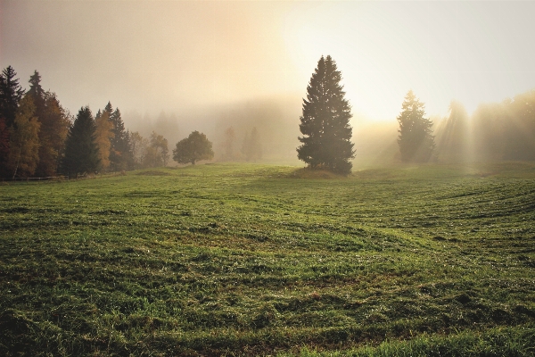 Landscape tree nature forest Photo