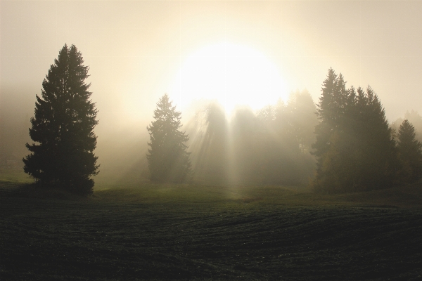 Tree nature forest horizon Photo