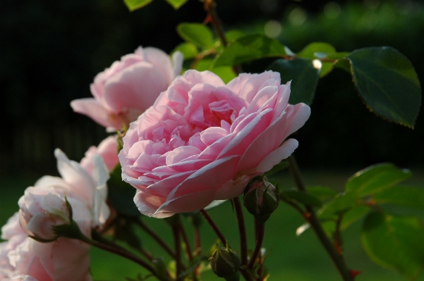 Blossom plant flower petal Photo