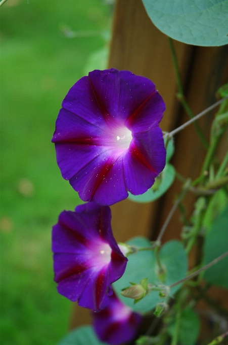 自然 花 植物 花弁