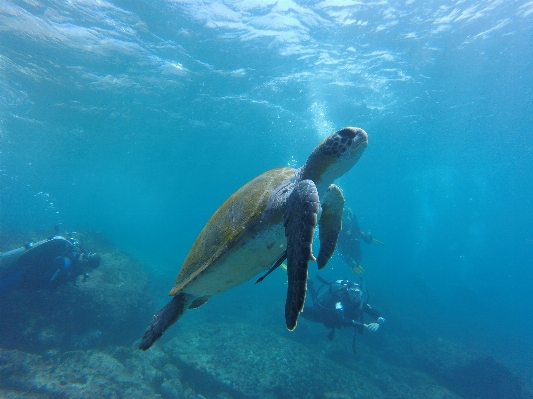 海 水 海洋 潜水 照片