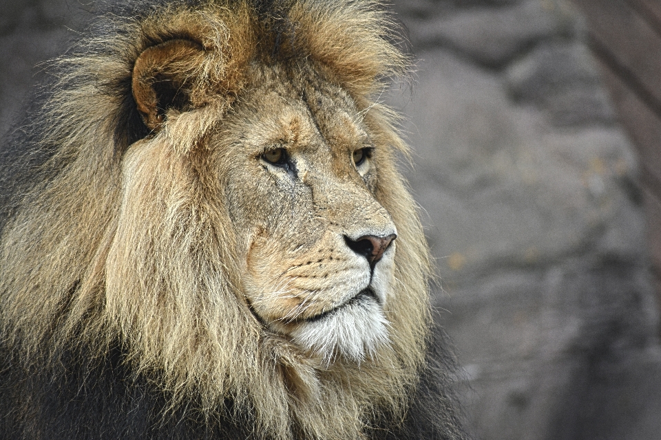 Faune sauvage zoo portrait