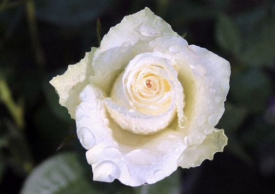 Blüte anlage weiss fotografie Foto