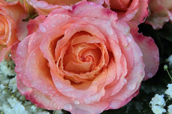 Blossom plant flower petal Photo