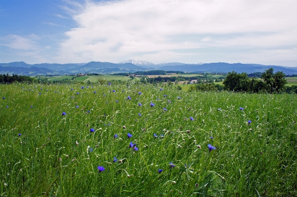 Landscape nature grass wilderness Photo