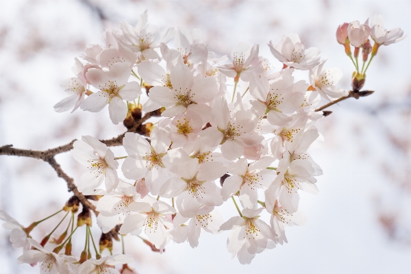 Nature branch blossom plant Photo