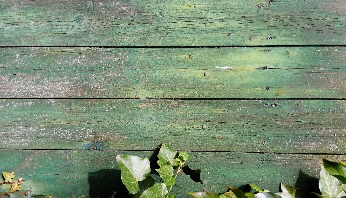 Wood texture leaf wall Photo