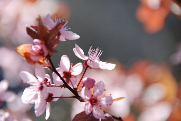 Branch blossom plant photography Photo