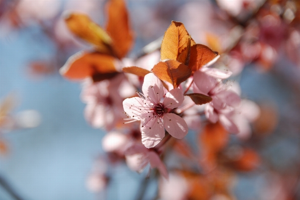 Tree branch blossom plant Photo