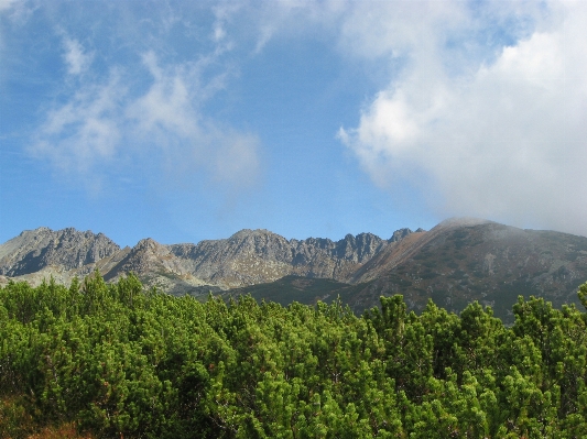 Landscape tree nature forest Photo