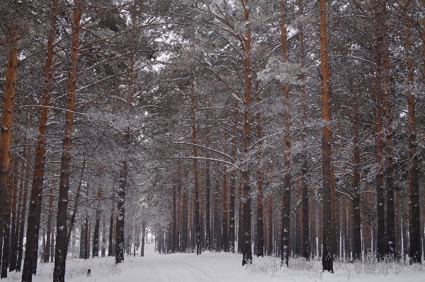 Landscape tree nature forest Photo