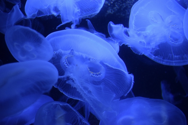 Sea water ocean petal Photo