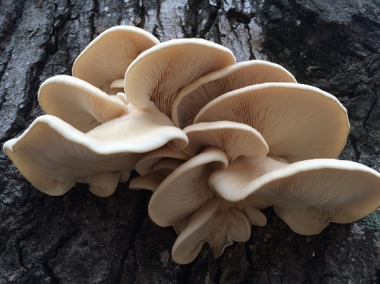 Foto Fungo fungo
 auricolari
 agaricus
