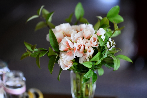 Blossom plant flower vase Photo