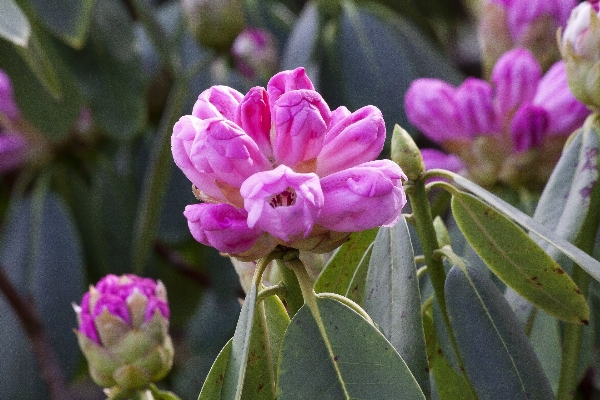 Nature blossom plant flower Photo