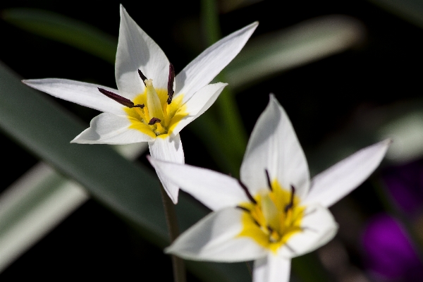 Nature blossom plant white Photo