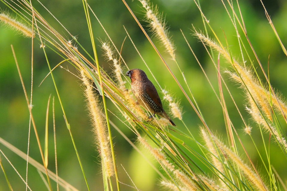 Nature grass bird field