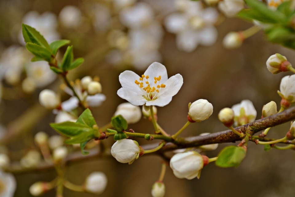 Albero natura ramo fiore