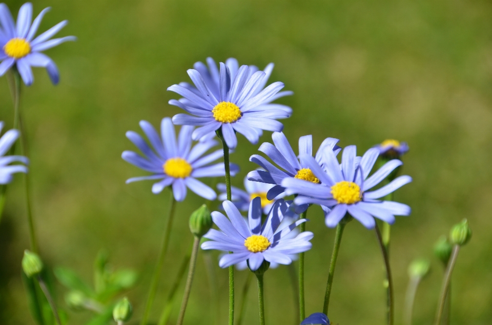 Natura erba fiore pianta